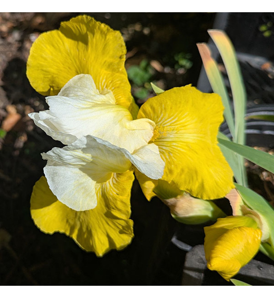 Iris Tulip Festival (TB) (1lt)