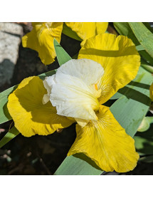 Iris Tulip Festival (TB) (1lt)