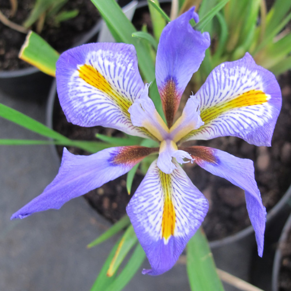 Iris unguicularis (2lt) Iris unguicularis (2lt)