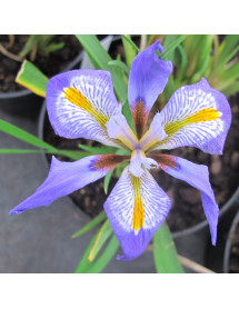 Iris unguicularis (2lt)