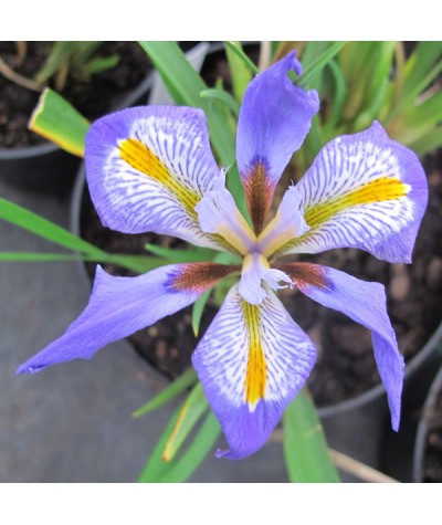 Iris unguicularis (2lt)
