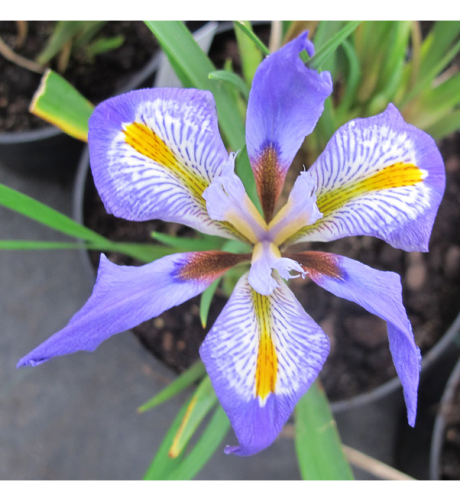 Iris unguicularis (3lt)