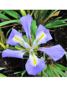 Iris unguicularis (2lt) Iris unguicularis (2lt)