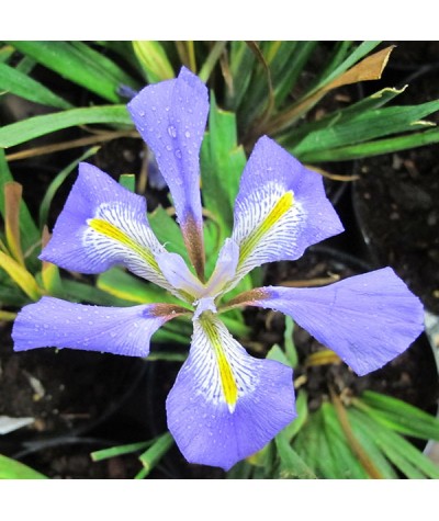Iris unguicularis (2lt)