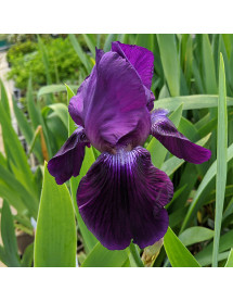 Iris Wild Missouri (TB) (1lt)