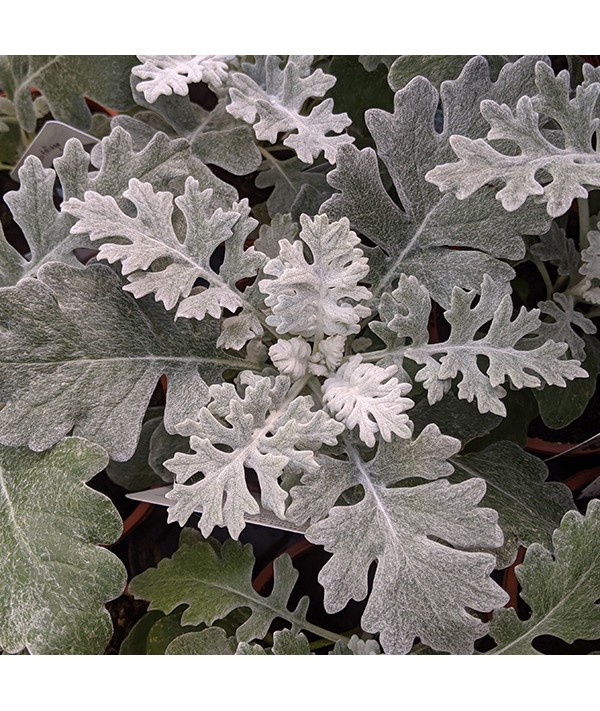 Jacobaea maritima Silver Dust (AKA Senecio Cineraria) (6 pack) Jacobaea maritima Silver Dust (AKA Senecio Cineraria) (6 pack)