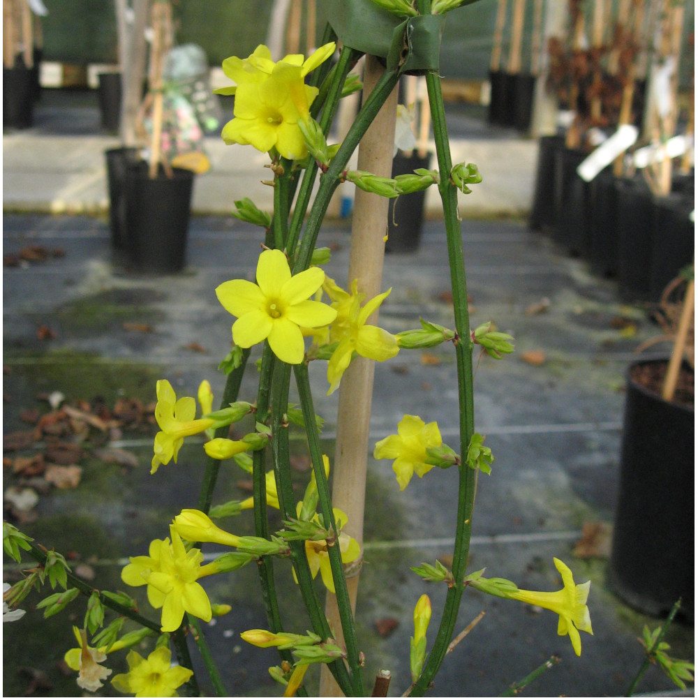 Jasminum nudiflorum (2lt)