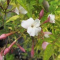 Jasminum officinale Aureum (3lt)