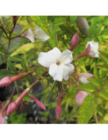Jasminum officinale Aureum (2lt)