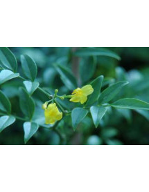 Jasminum humile Revolutum (2lt)