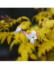 Jasminum officinale Fiona Sunrise (3lt)