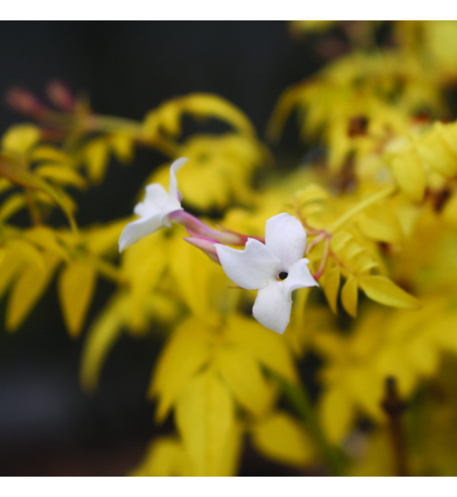 Jasminum officinale Fiona Sunrise (3lt)