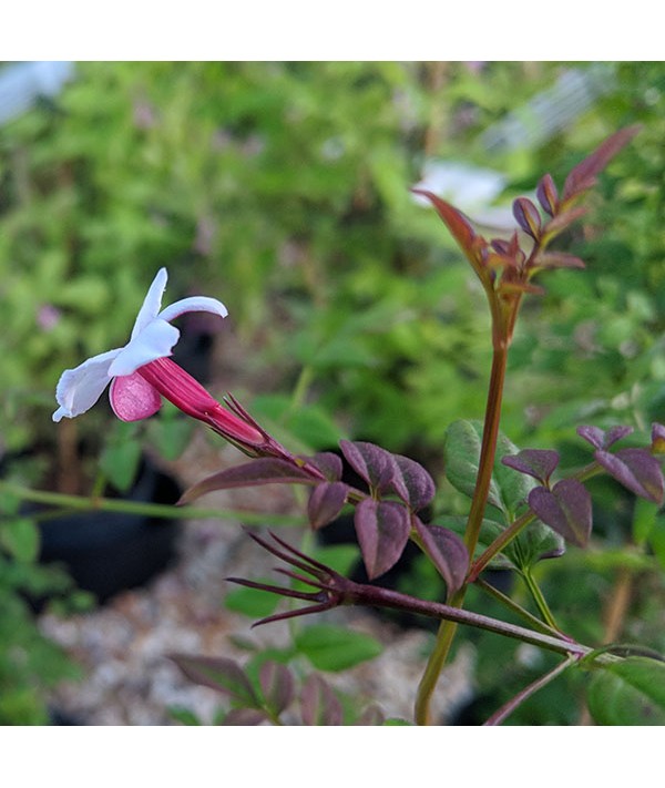 Jasminum officinale Inverleith (3lt)