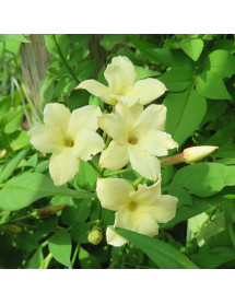 Jasminum officinale Clotted Cream (7lt)