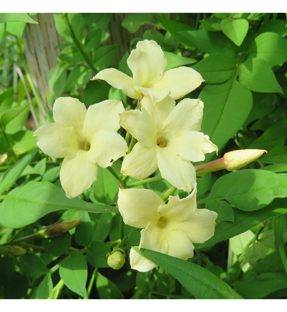 Jasminum officinale Clotted Cream (7lt)