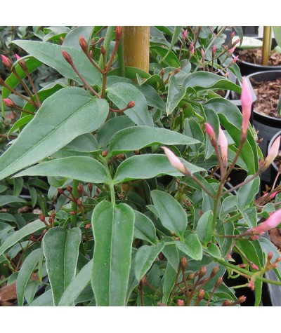 Jasminum polyanthum (3lt)