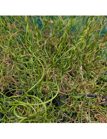 Juncus effusus Spiralis (0.8lt) Juncus effusus Spiralis (0.8lt)
