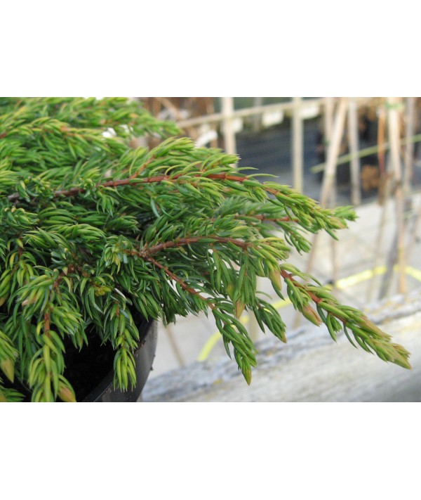 Juniperus communis Goldschatz (3lt)