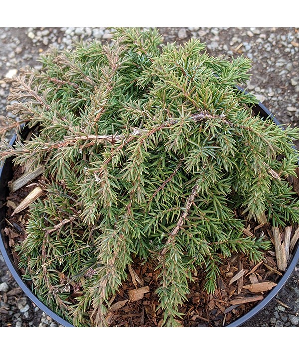 Juniperus communis Green Carpet (3lt)