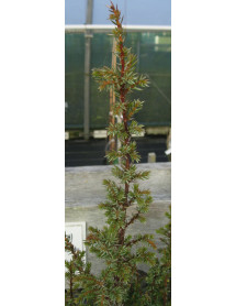 Juniperus communis Hibernica (4.5lt)