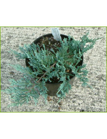 Juniperus horizontalis Blue Chip (3lt)