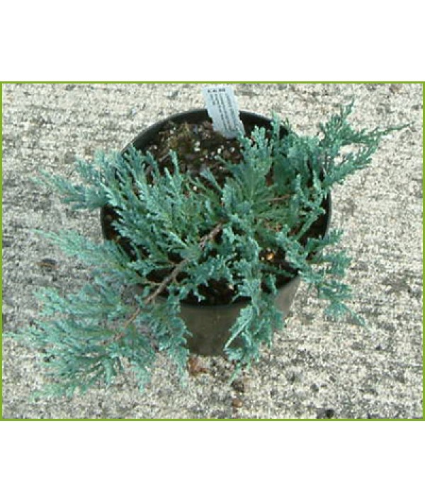 Juniperus horizontalis Blue Chip (3lt)