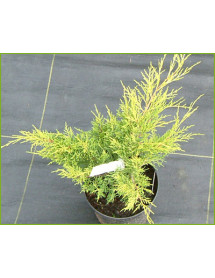 Juniperus x pfitzeriana Old Gold (3lt)