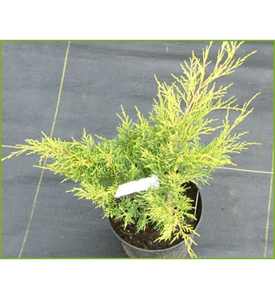 Juniperus x pfitzeriana Old Gold (3lt)