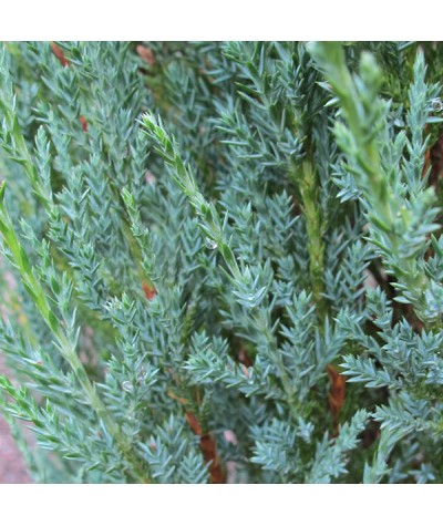 Juniperus scopulorum Blue Arrow (3lt)