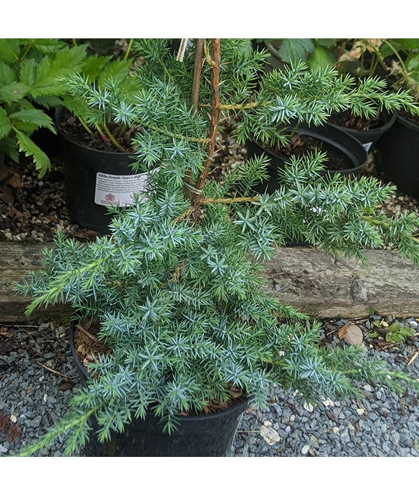 Juniperus squamata Blue Alps (3lt)