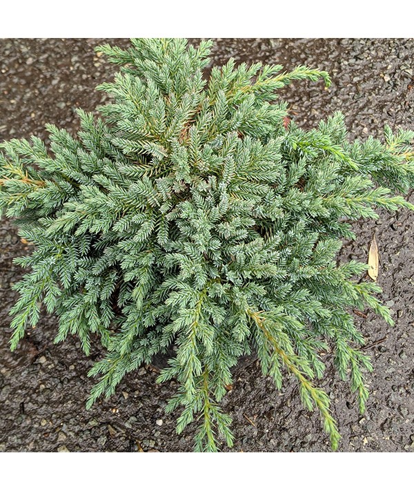 Juniperus squamata Little Joanna (3lt)