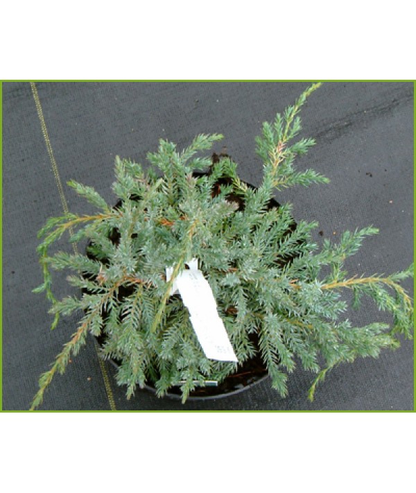 Juniperus squamata Blue Carpet (3lt)