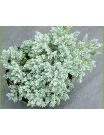 Juniperus squamata Blue Star (3lt)
