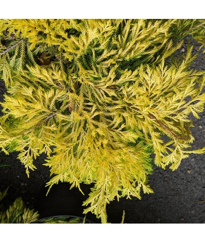 Juniperus x pfitzeriana Carbery Gold (3lt)