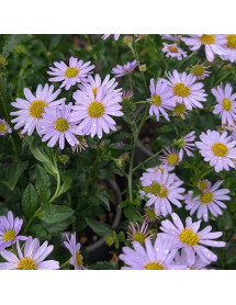 Kalimeris incisa Blue Star (1lt) Kalimeris incisa Blue Star (1lt)