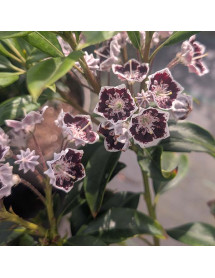 Kalmia latifolia Black Label (4lt)