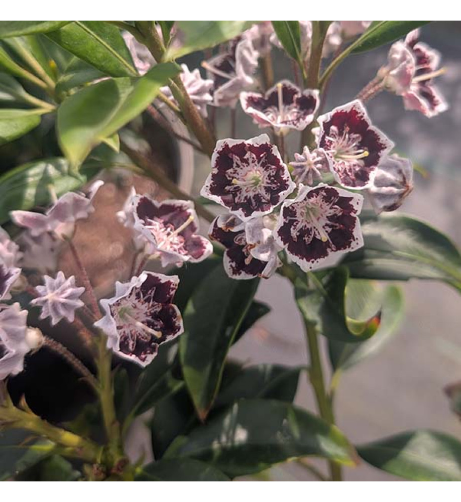 Kalmia latifolia Black Label (4lt)