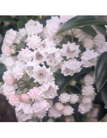 Kalmia latifolia Little Linda (7.5lt)