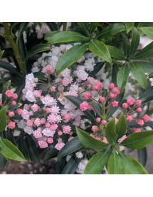 Kalmia latifolia Little Linda (7.5lt)
