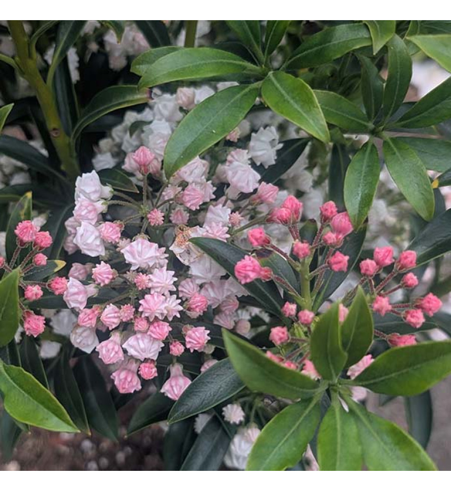 Kalmia latifolia Little Linda (3lt)