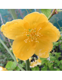Kerria japonica Golden Guinea (3lt)