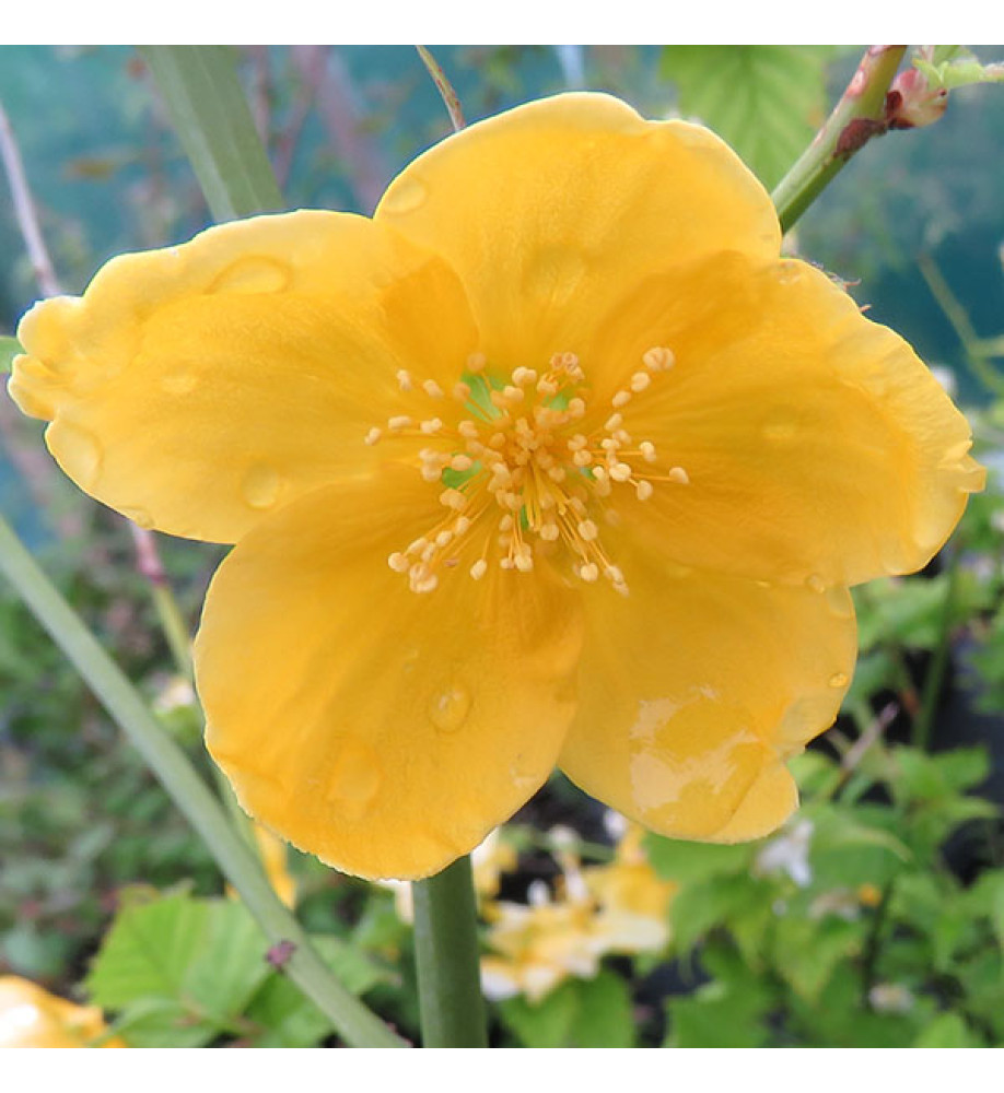 Kerria japonica Golden Guinea (3lt)