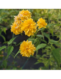 Kerria japonica Pleniflora (3lt)
