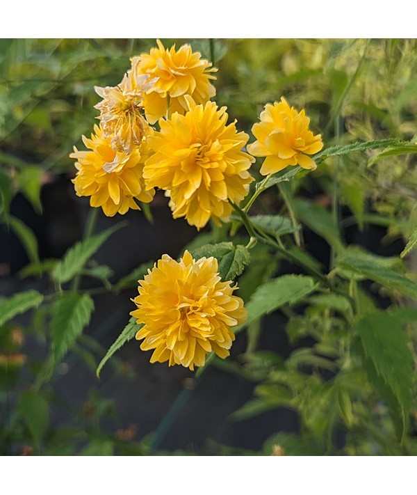 Kerria japonica Pleniflora (3lt)