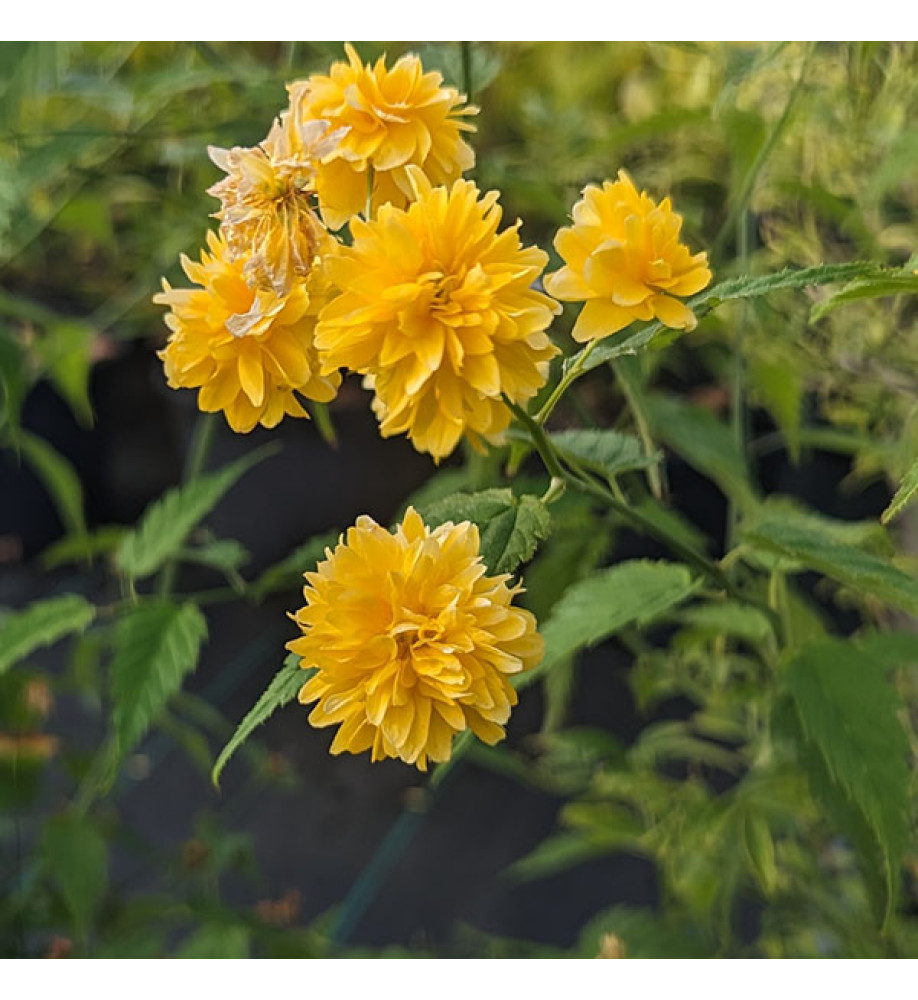 Kerria japonica Pleniflora (3lt)