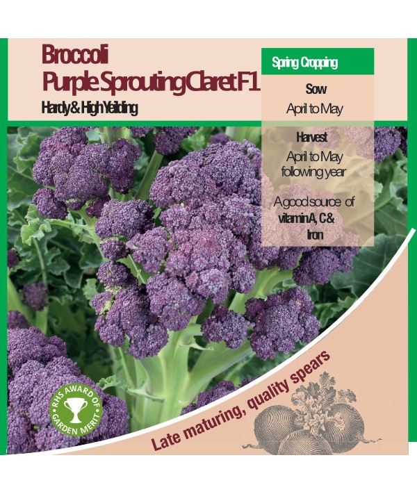 Broccoli Purple Sprouting Claret F1 -  Vegetable Seeds