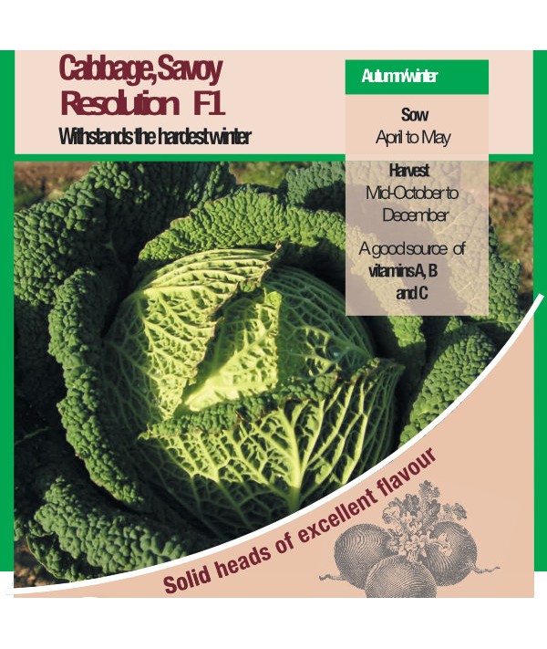 Cabbage Savoy Resolution F1 Vegetable Seeds 