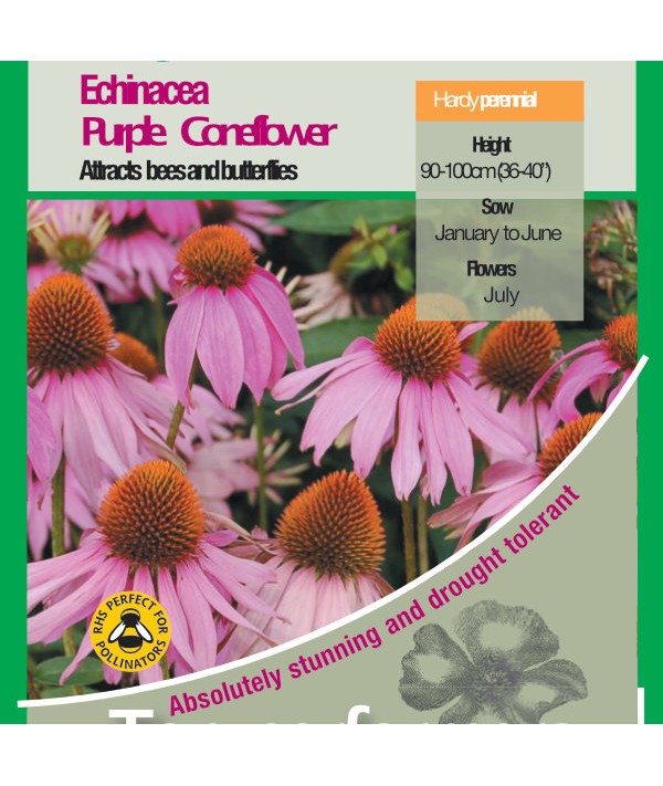 Echinacea Purple Coneflower Seeds