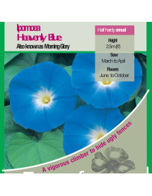 Ipomoea Heavenly Blue Seeds