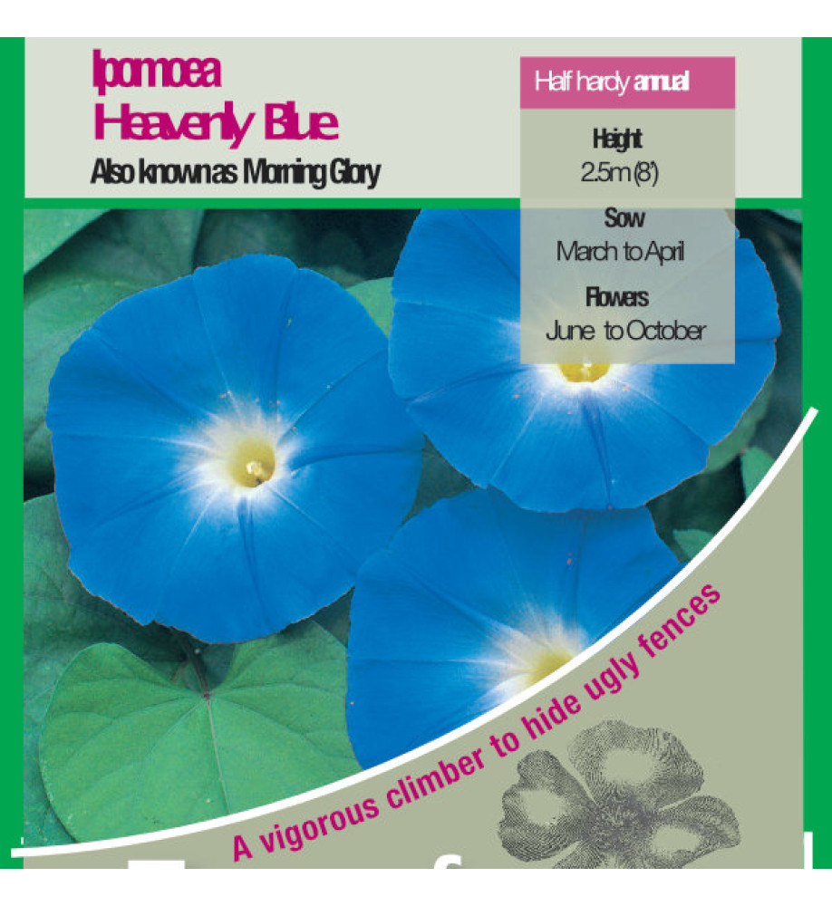 Ipomoea Heavenly Blue Seeds